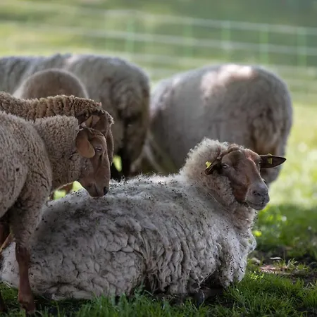 Sonnenscheinhaus 3 * Erlenbach (Odenwaldkreis)