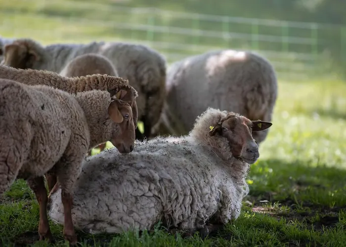Sonnenscheinhaus 3 * Erlenbach (Odenwaldkreis)